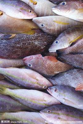 水產品 餐飲美食中的瑰寶，水產魚攝影圖賞